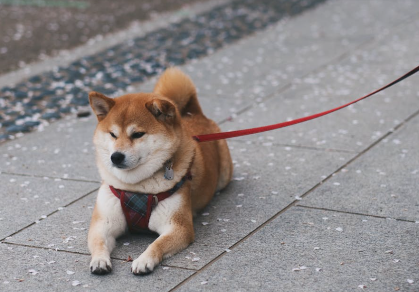 顺手拿狗盆浇花引祸端，伤人秋田犬终被送走