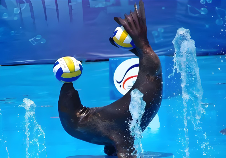 海狮 “伤痕”？园方：是养太好的肥胖纹