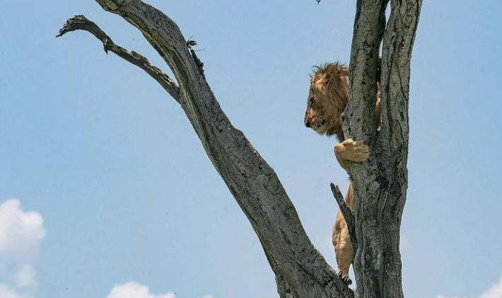 狮子宁愿冒险捕猎野牛，也不常吃鸵鸟？15 万只鸵鸟的 “生存密码”