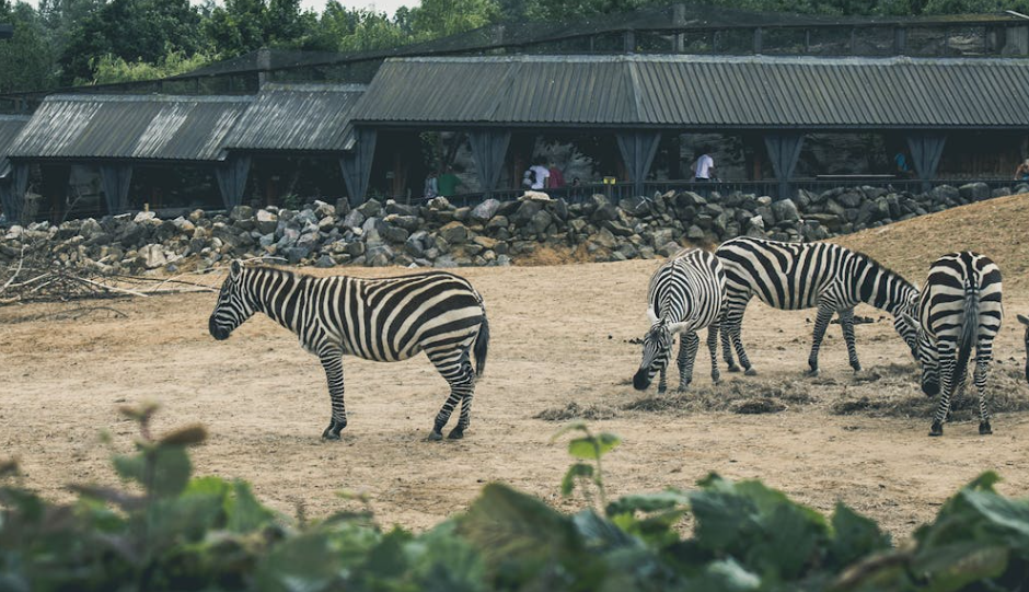 斑马的条纹不只是 “好看”，防虫子、调体温样样行