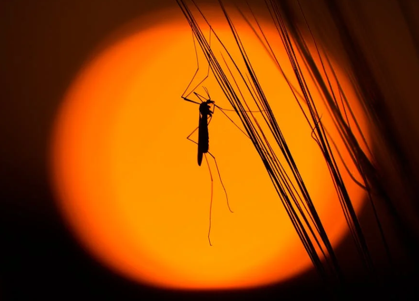 十楼以上还有蚊子？揭秘它们的 “上楼” 妙招！