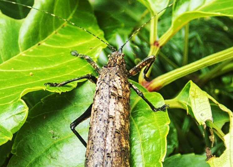 别慌！贵州的 “巨型蟑螂” 是覆翅螽，对人无害