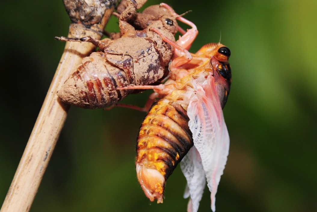 一晚收入近万？知了猴成 “香饽饽”，这些人可别馋
