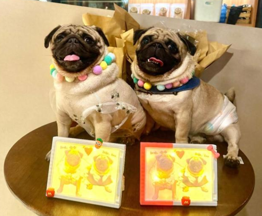 武汉00后为爱犬办婚礼，花3200元邀狗友见证