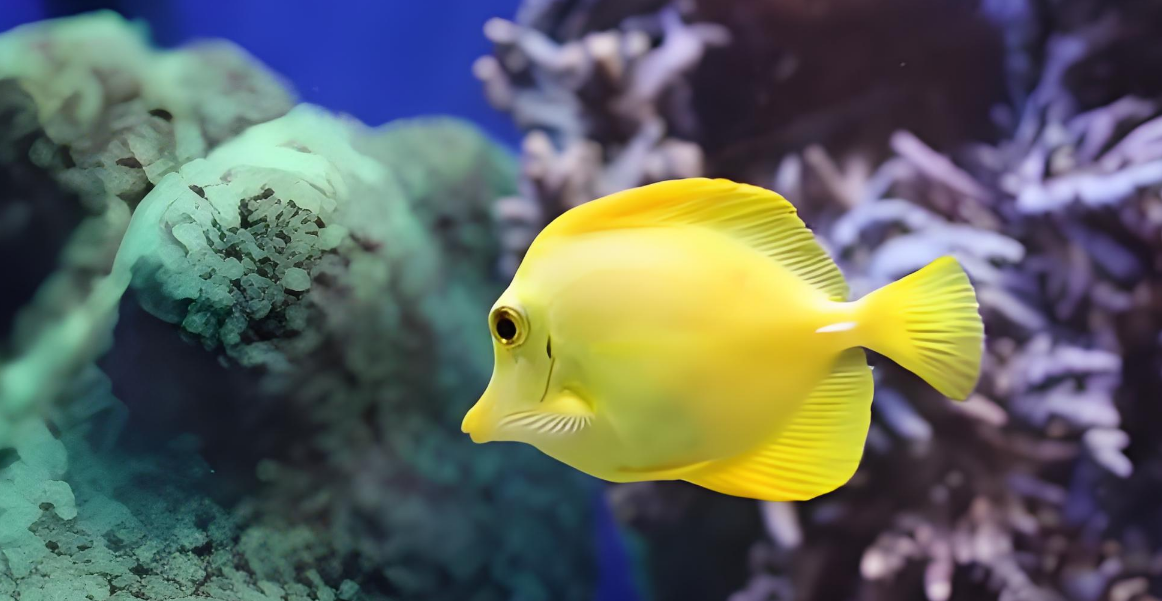 鱼儿的 “秘密武器”：感官如何玩转水下世界！