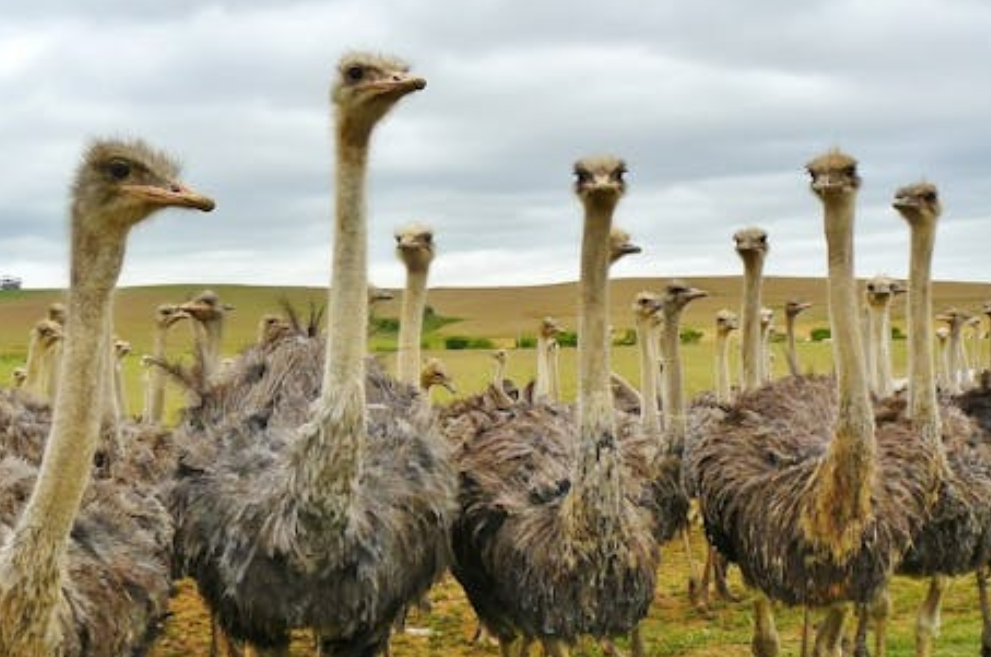 200 斤鸵鸟飞踹饲主背后：温顺是假象？繁殖期的它们有多危险