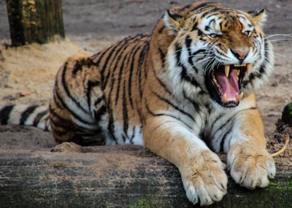 虎妈护崽：霸气里的压迫感与爱