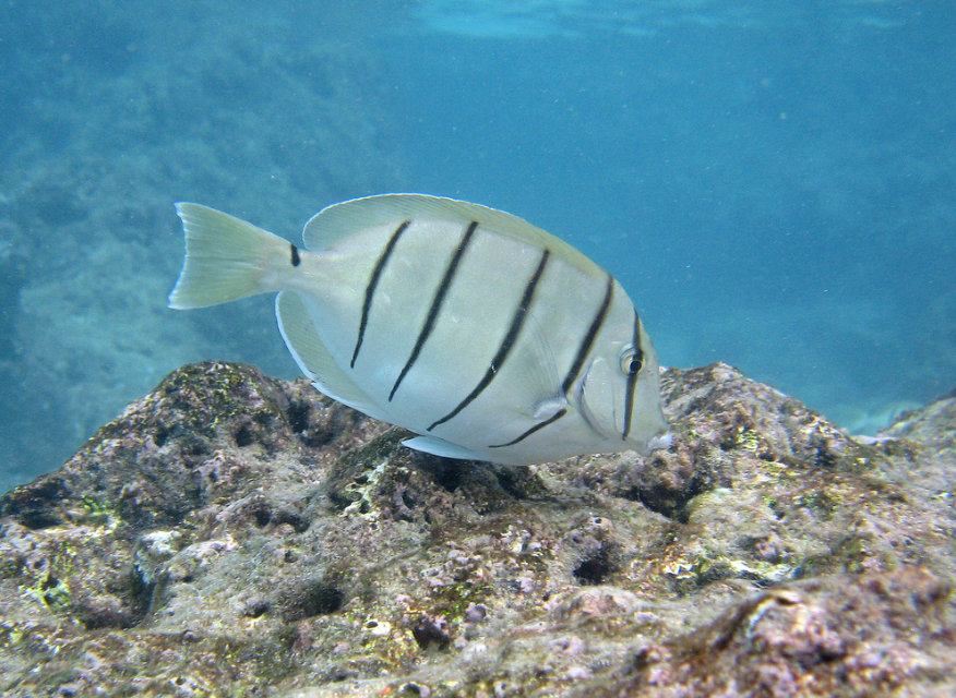 鱼鳔：鱼儿的 “浮力调节器”—— 从功能到常见问题全解析！