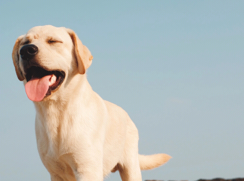 博主为流量让狗吃槟榔引争议，兽医警告：有毒！严重可致命