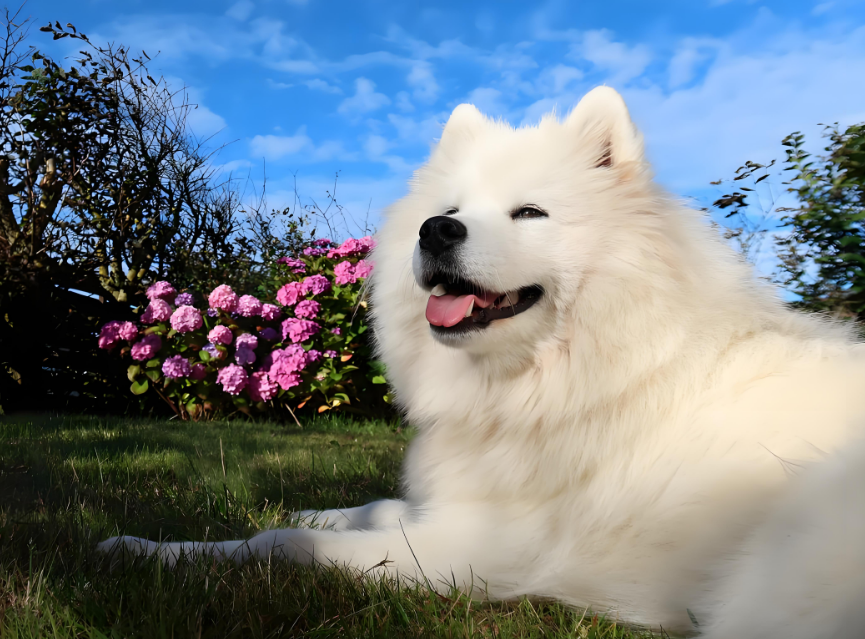 街角的治愈小店：”狗狗店长” 用萌力温暖街坊