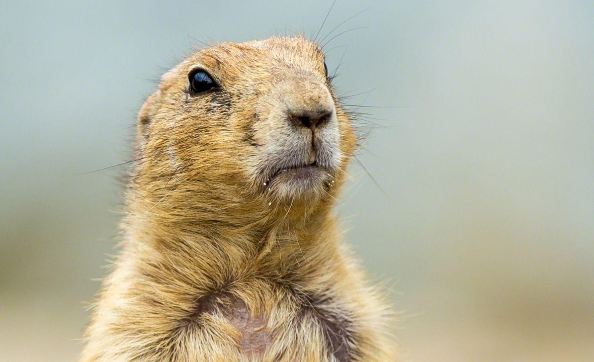 游客无人机被土拨鼠拖进洞，客服回应太有梗