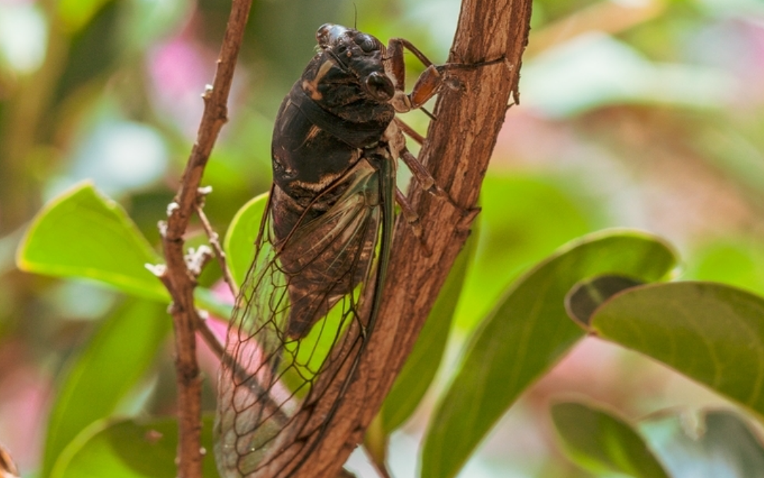 蝉鸣吵、滴 “尿”？上海今年蝉 “扎堆”，专家解答来了