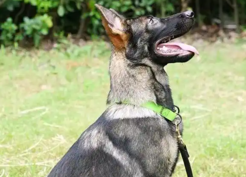 杭州地铁 “顶流” 警犬星辰：昂首挺胸是专注，不是傲娇