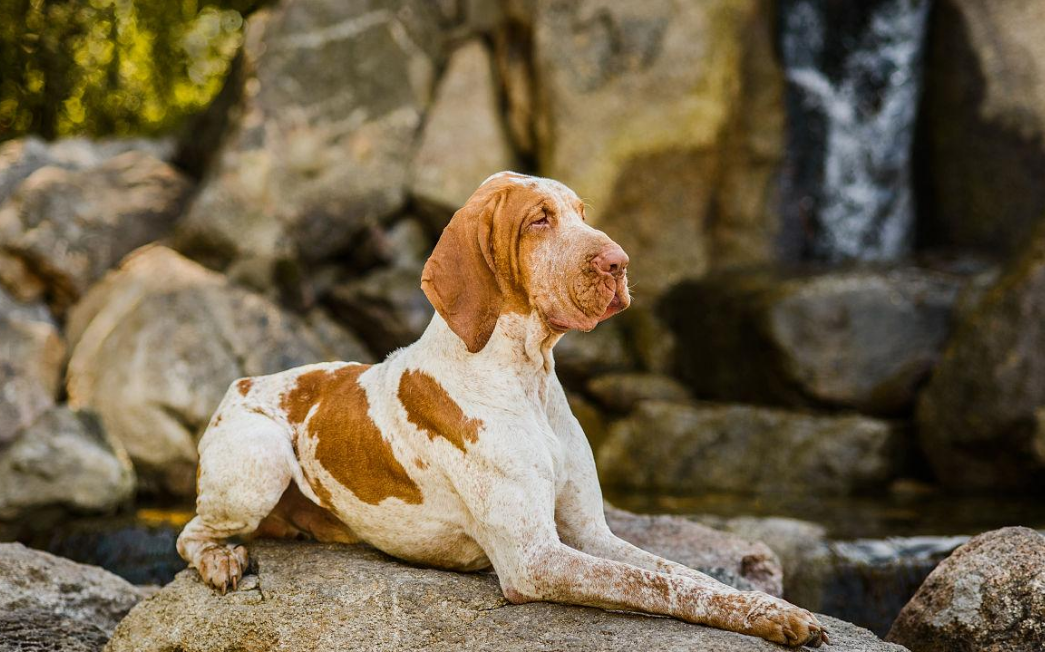 意大利布拉可犬：好养又贴心的大块头伙伴！