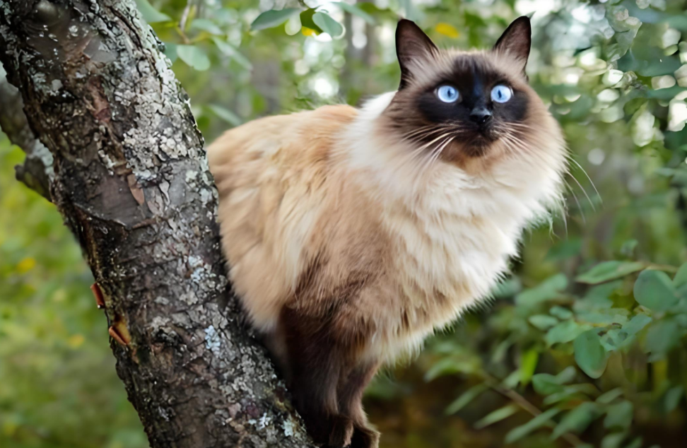 巴厘猫也太好养了吧！从里到外全攻略奉上！