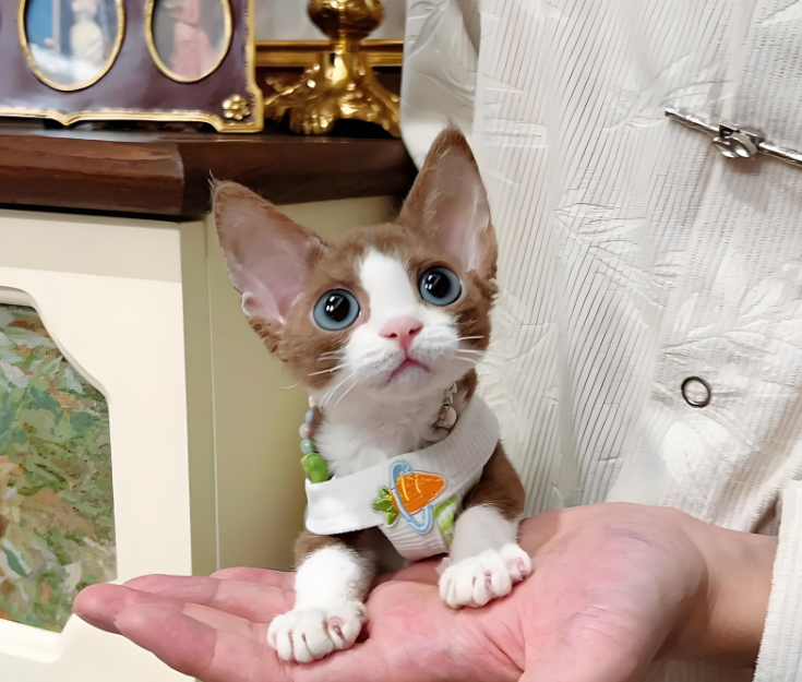 德文卷毛猫：黏人又好养的卷毛小机灵！