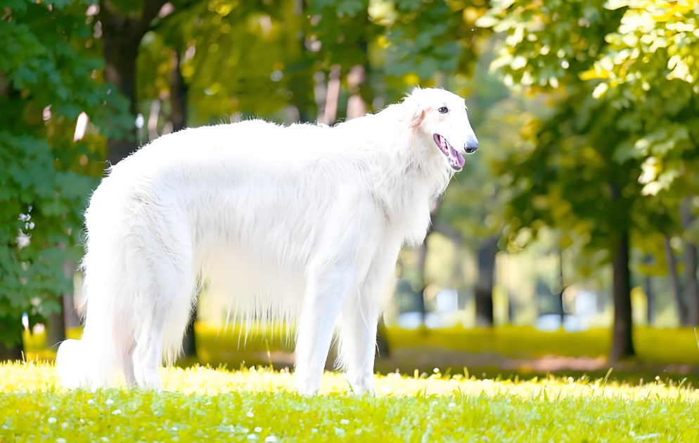 波索尔犬：从习性到养护，一篇读懂优雅猎犬的秘密