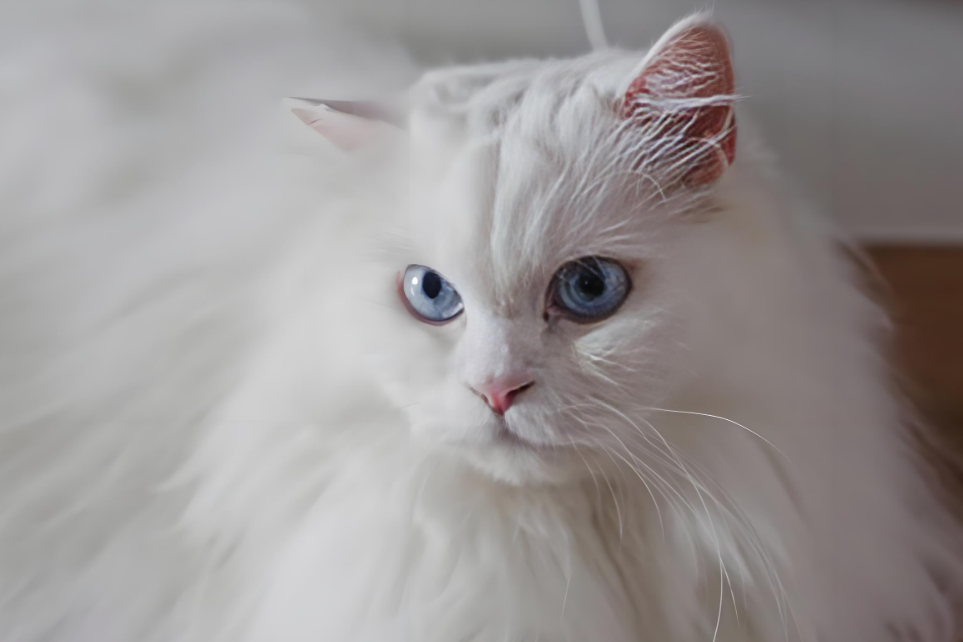 哇！土耳其安哥拉猫原来这么有料 —— 从颜值到饲养全知道！