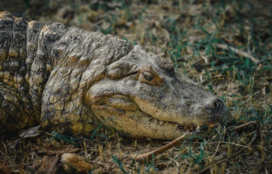 杭口镇景区鳄鱼出逃，1 只被打死