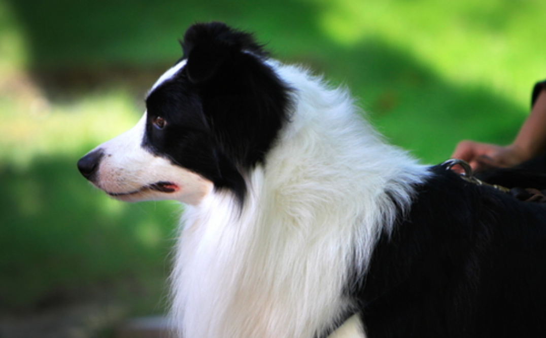 边牧被宠物店烘干箱烤死，店家隐瞒实情后歇业
