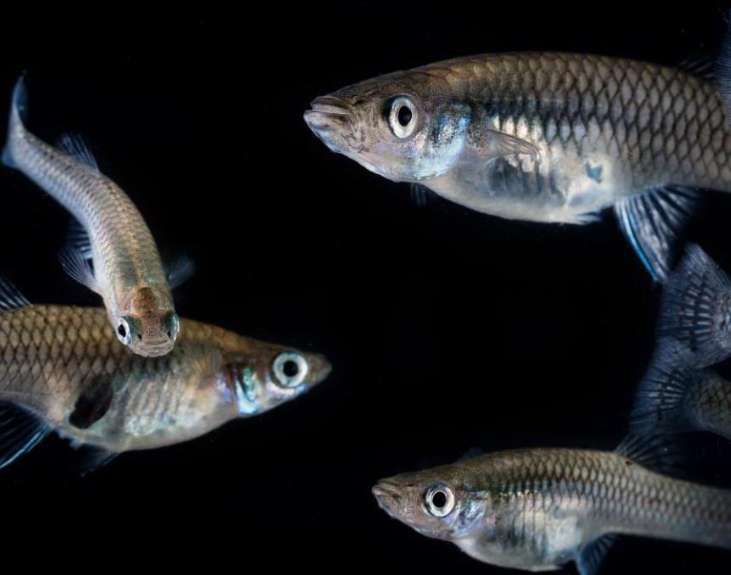 佛山投放 5200 只 “灭蚊鱼”：灭蚊能手的 “双面性” 解析