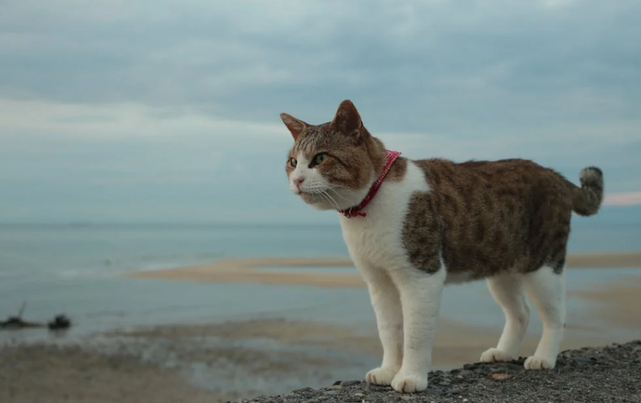 900 多只猫挤在闷罐车！相关部门拦截救援