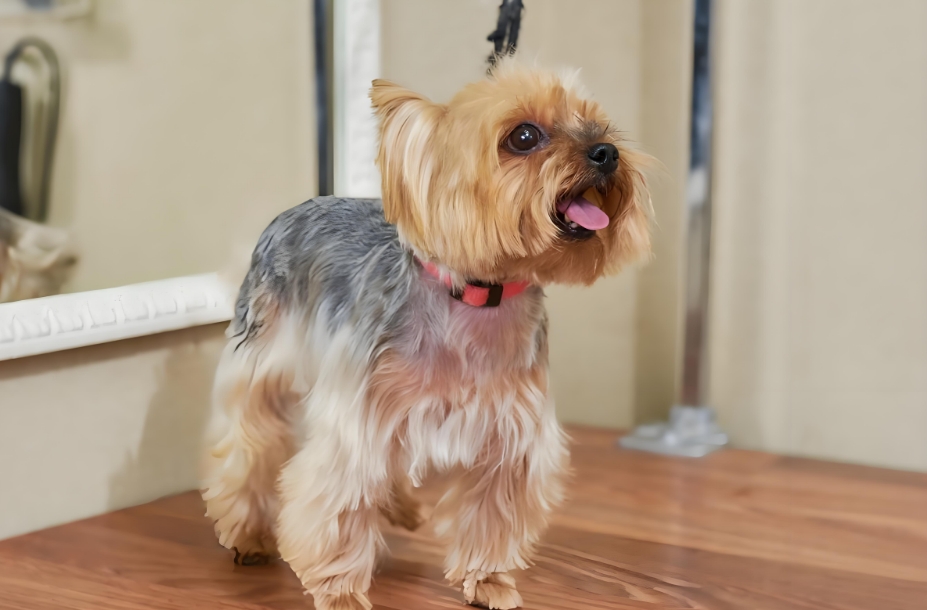 约克夏养护全攻略：从习性到健康的贴心指南！