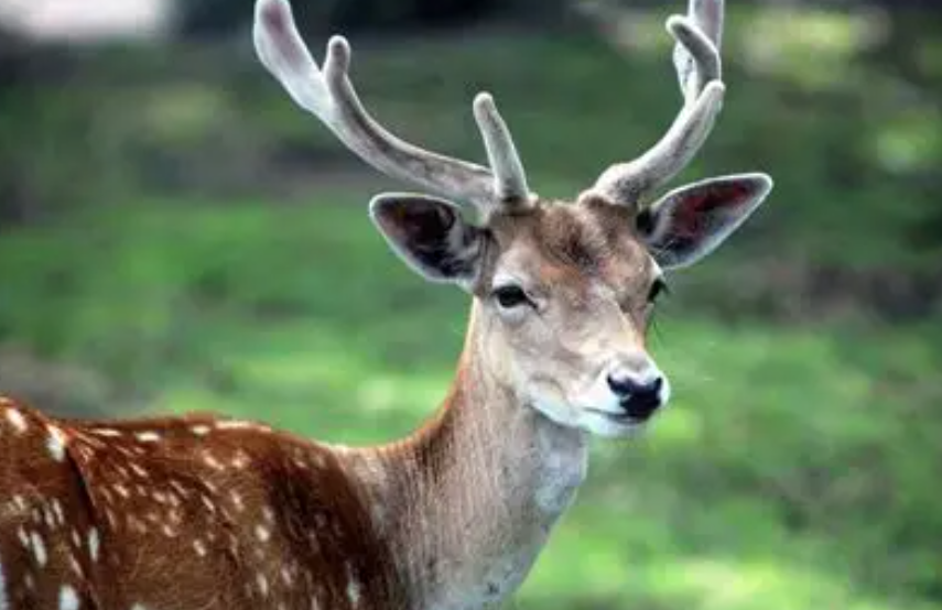 北海道棕熊当街猎鹿致交通瘫痪，近期熊患频发已发布警报