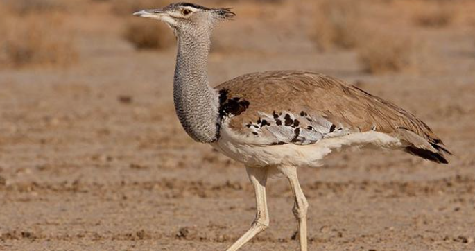 别被 “放大术” 骗了！老虎级飞禽打架，没你想的那么猛