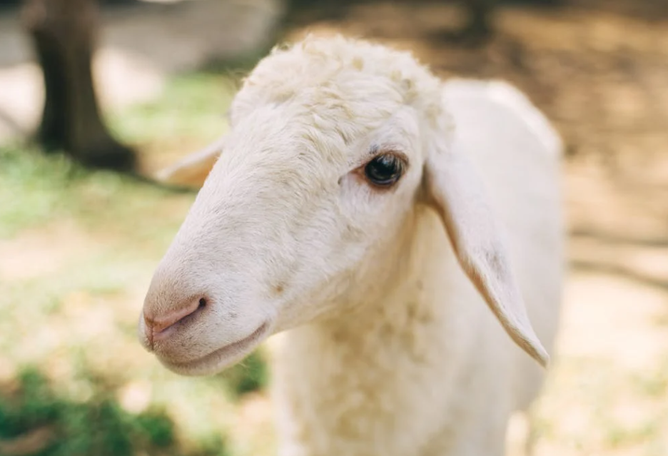 揪心！汽车失控闯羊群，几十只羊丧命，现场不忍看