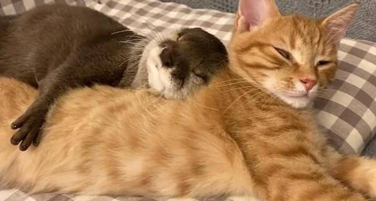 睡觉时出现这 4 种表现，别以为正常！可能是疾病的信号