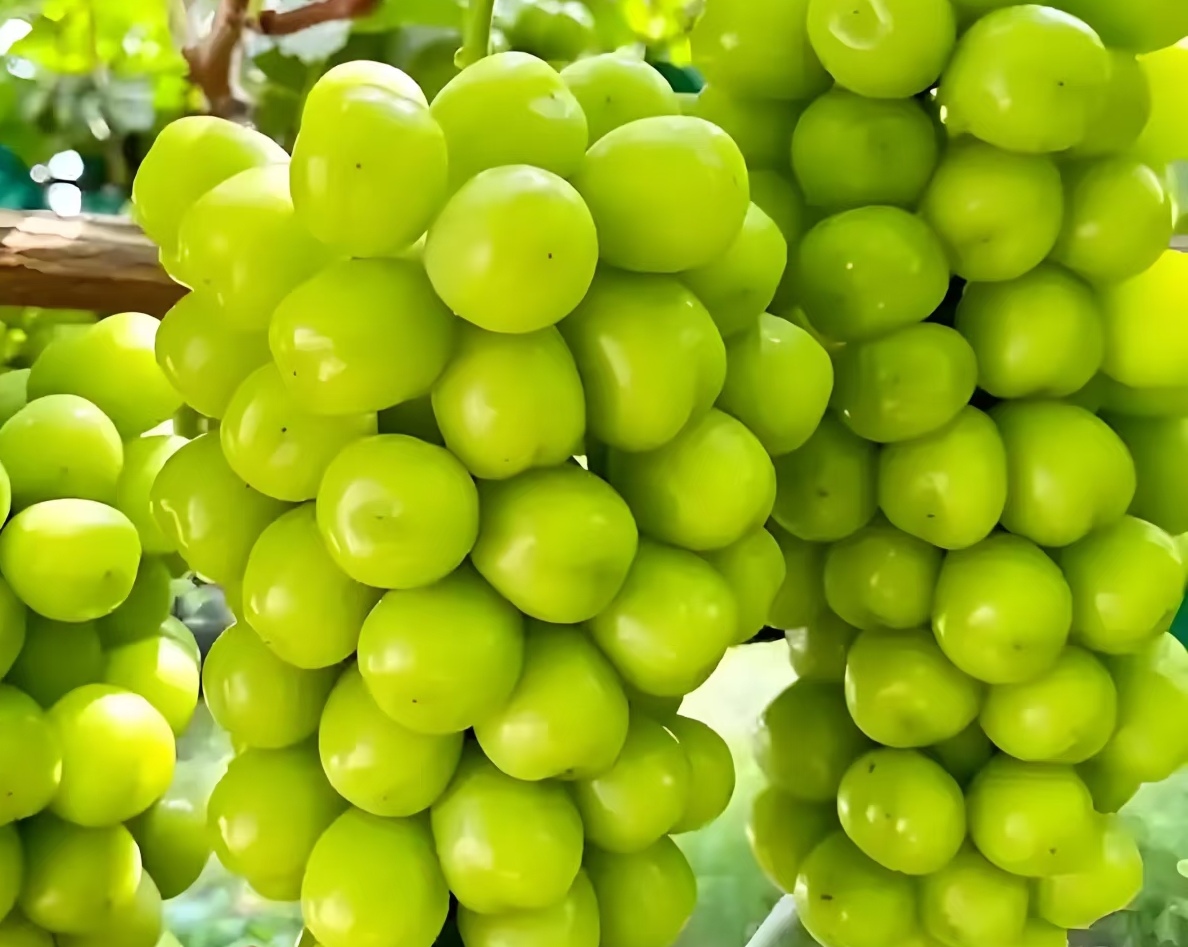 曾卖百元一串的阳光玫瑰，现在地摊 10 块钱能买两斤？