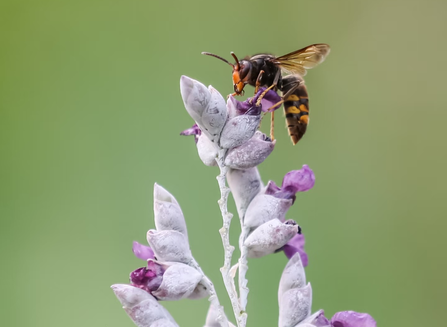 山里游玩遇 “蜂灾”！山西 6 人被马蜂疯狂攻击，紧急求救画面曝光