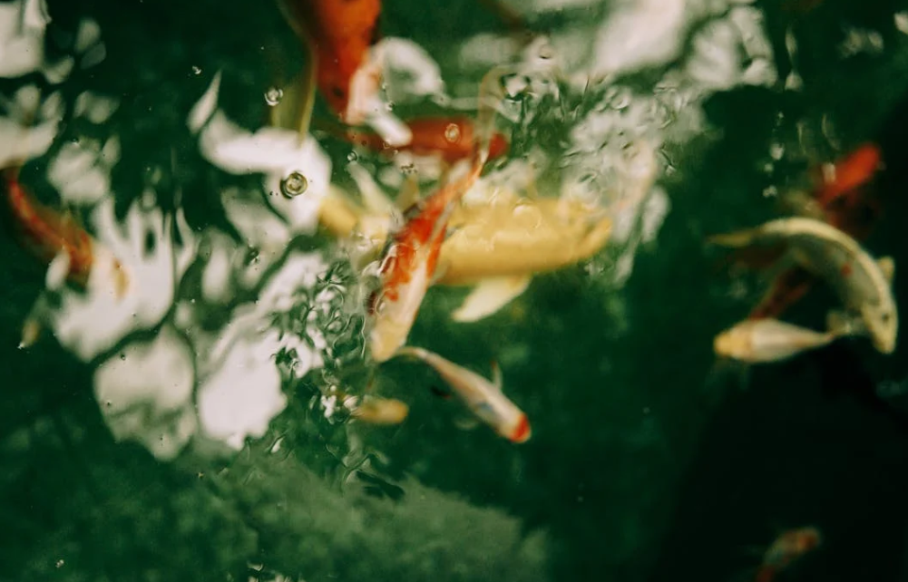 鱼池一脚踹出婚姻真相：妥协与失衡的拉锯战