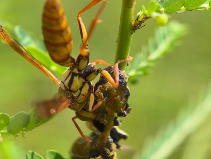 大量杀马蜂？没必要！它们的好处比你想的多