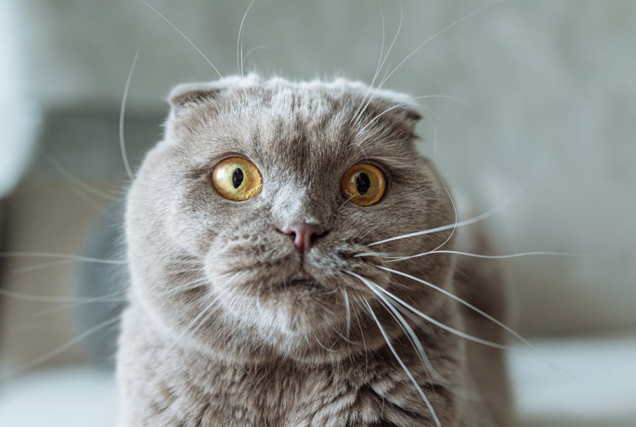 猫咪会用 “语言” 表达情绪吗？这些表现要知道