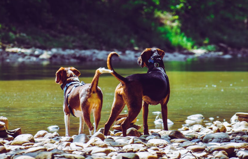 一根棍子玩出花样，武汉小狗的快乐就是这么简单