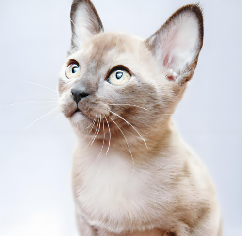 哇！缅甸猫也太会 “黏人撒娇” 了吧！