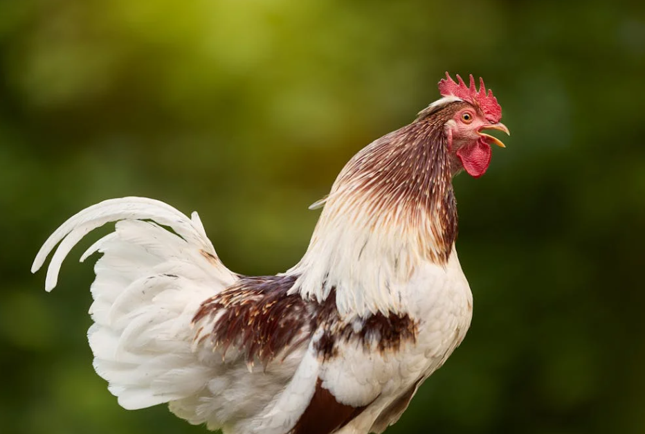 离婚分鸡遇难题，法官支招：吃只鸡再散伙