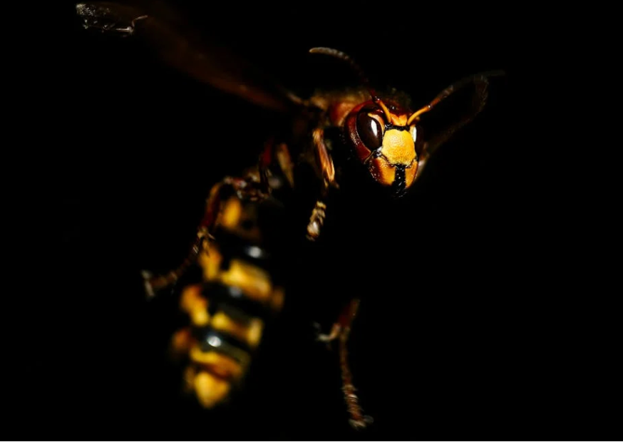 山西晋城 6 名游客遭上千只 “人头蜂” 围攻 路过骑手紧急救援