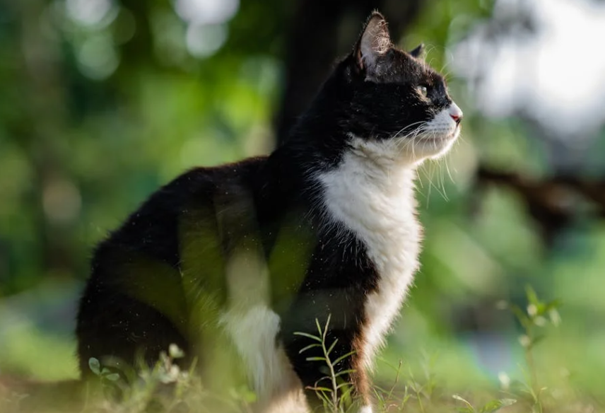 沈阳女子连环虐猫，多家猫咖遭殃引众怒