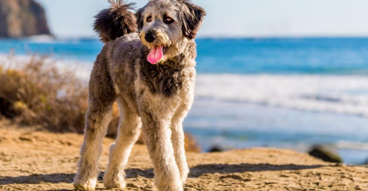 澳牧贵宾犬（澳贵犬）：混血萌犬的养护全攻略