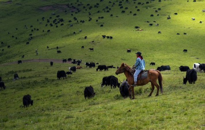 从精致公主到 “马背上的挂件”，小姐姐骑马反差萌太上头
