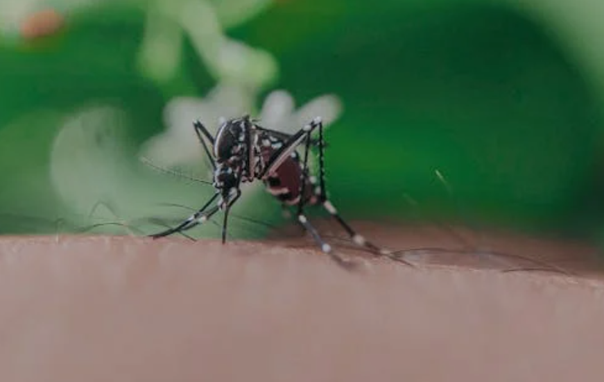 花露水不杀蚊？关于蚊虫叮咬的应对之道