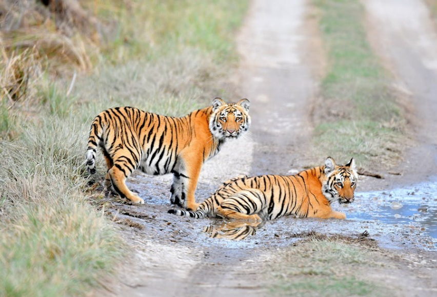 村民路边偶遇东北虎，遇虎时这些事千万不能做！​