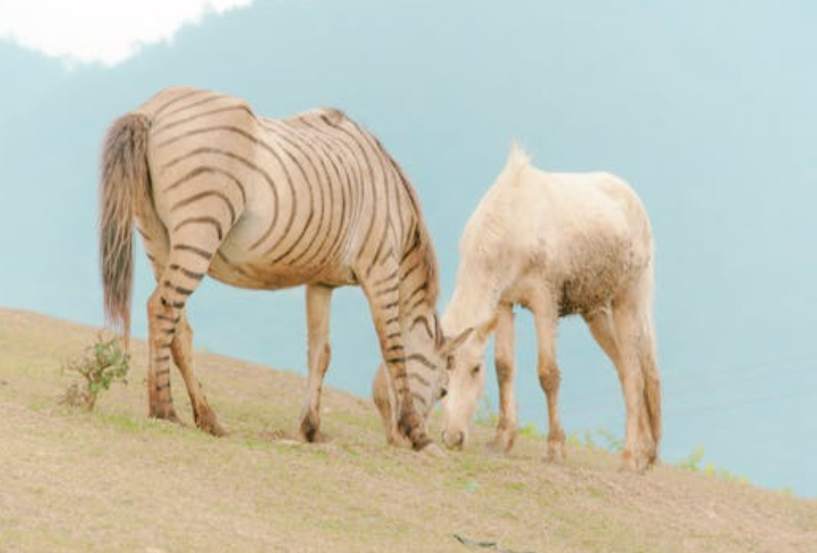 摸陌生马被咬，游客需警惕：与动物保持安全距离