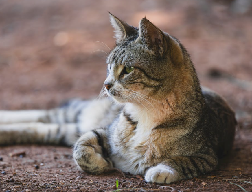 小区内弓箭射猫引关注！官方介入调查！