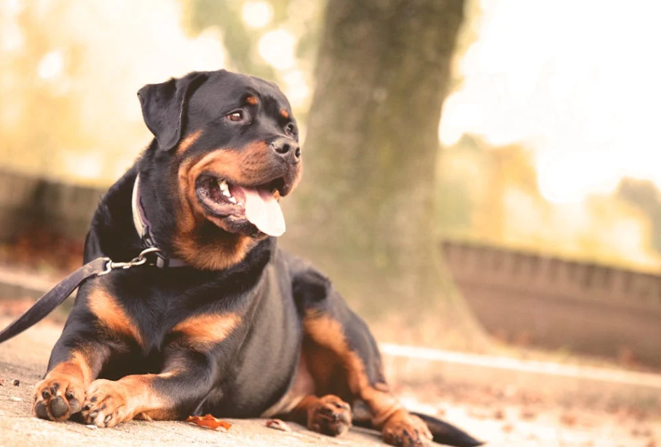 烈性犬夺命，主人难逃其责