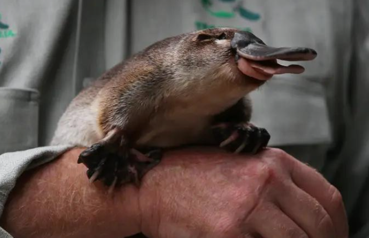 动物界的 “奇葩蛋”：这些蛋的奇怪程度，你绝对想不到