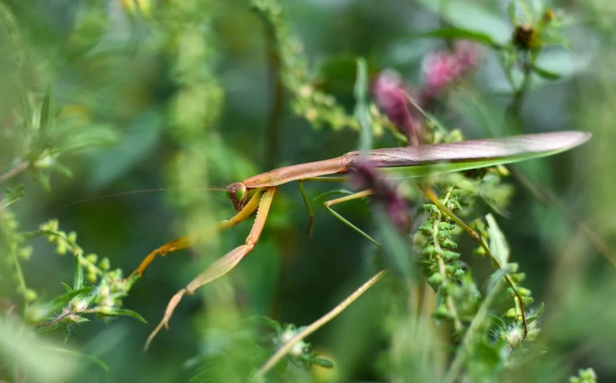 女子抓螳螂啃颈后肉瘊子？医生：此法不科学，切勿效仿